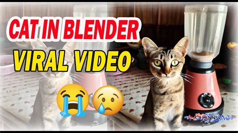 cat blender footage|The “Cat Blender” Situation